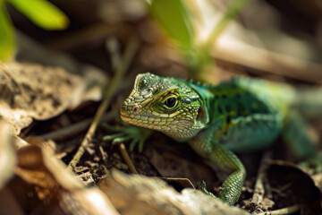 Fototapeta premium green lizard on a tree