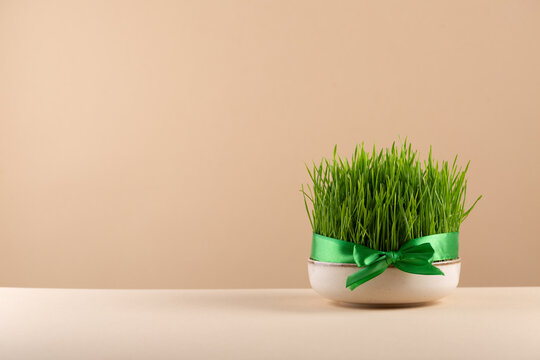 Traditional Novruz semeni wheat glass decorated with ribbon on neutral beige shebeke background and white blooming branch, celebration of spring equinox in Azerbaijan