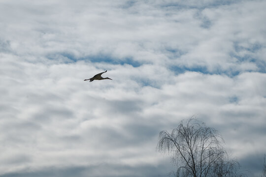 stork in flight - ooievaar - flying to build a nest in zurich zoo