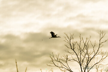 stork in flight - ooievaar - flying to build a nest in zurich zoo
