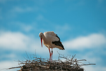 stork - ooievaar - picture in its nest in the zurich zoo against a cloudy sky