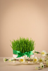 Traditional Novruz semeni wheat glass decorated with ribbon on neutral beige shebeke background and white blooming branch, celebration of spring equinox in Azerbaijan