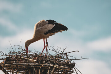 stork - ooievaar - picture in its nest in the zurich zoo against a cloudy sky