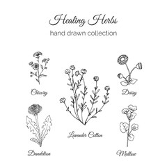 Hand Drawn Flowers Collection