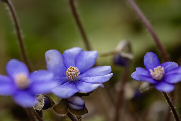 liverwort flowers in a forest