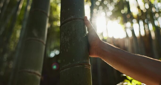 Person, touch and tree in bamboo forest, sunshine and lens flare for hiking with connection to nature. Hiker, trekking and environment with hand on adventure, walk or journey in Japanese park