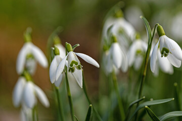 beautiful wild snowdrop flowers in a forest