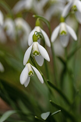 beautiful wild snowdrop flowers in a forest