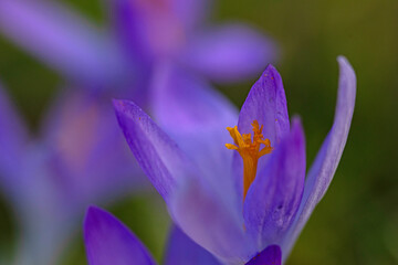 Fototapeta premium macro of a purple crocus flower