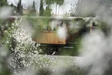 Soller train passing between almond blossom trees, Palma, Majorca, Balearic Islands, Spain