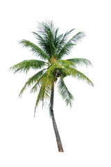 Fototapeta na wymiar Coconut tree on transparent background PNG