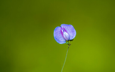 Centrosema virginianum is known by the common names of spurred butterfly pea, wild blue vine, blue...