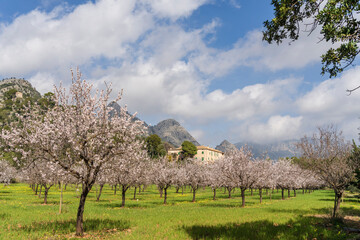 flowering almond trees, Biniazar, farm of Arab origin, Bunyola, Majorca, Balearic Islands, Spain