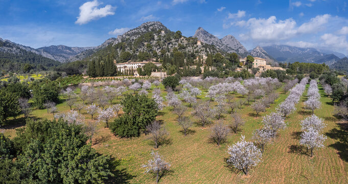 Raixa, public property, flowering almond field, municipality of Bunyola, Majorca, Balearic Islands, Spain
