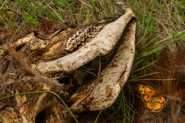 Orange and Black Pearl Crescent (Phyciodes tharos) Butterflies Feed on Goat Skull in June 2023 BC, Canada