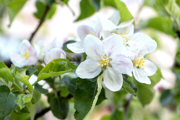 Obraz na płótnie Canvas Beautiful white apple tree flowers on a branch