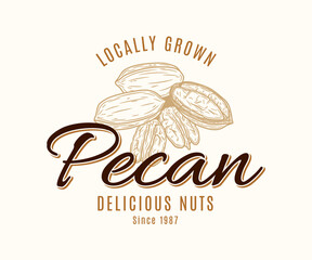 Vector pecan vintage logo. Nuts label design. Pecan nut kernels and shells illustration