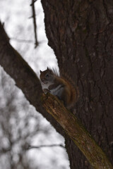 La Plaine 25 F&eacute;vrier 2024