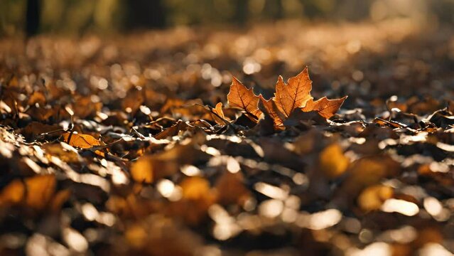 Autumn leaves carpeting forest floor and grass in vibrant hues