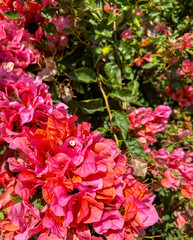 Fototapeta premium Pink Flowering Bougainvillea Vines