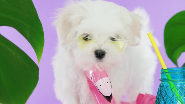 Cute small white puppies of the Maltez breed on trendy background. Vacation, Pets, lifestyle concept. Puppy in hat and sunglasses with cocktail and an inflatable circle for the pool.