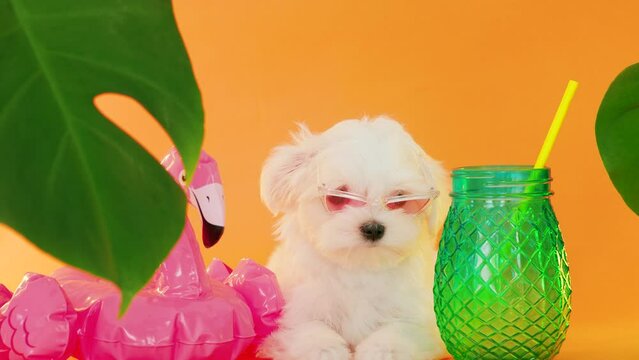 Cute small white puppies of the Maltez breed on trendy background. Vacation, Pets, lifestyle concept. Puppy in hat and sunglasses with cocktail and an inflatable circle for the pool.