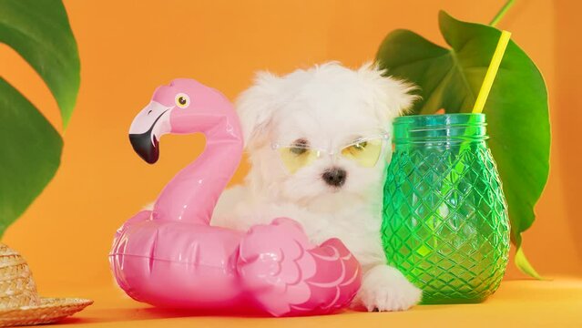 Cute small white puppies of the Maltez breed on trendy background. Vacation, Pets, lifestyle concept. Puppy in hat and sunglasses with cocktail and an inflatable circle for the pool.