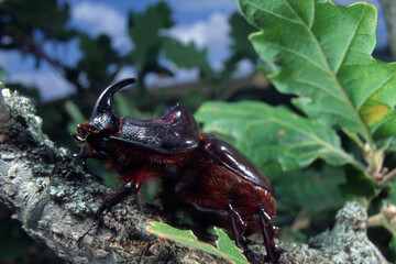 stag beetle on the tree, Rhinoceros beetle Oryctes nasicornis