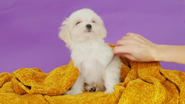 Cute small white puppies of the Maltez breed. Animal care concept. Dog grooming.