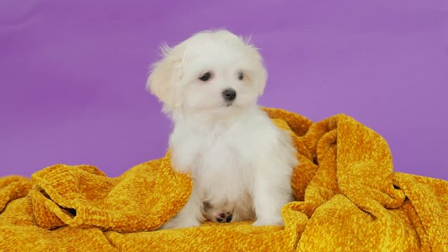Cute small white puppies of the Maltez breed plays, rests and licks his lips on the plaid. Pets and lifestyle concept.