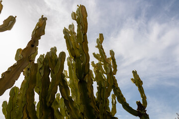Close up view of canary island spurge cactus against blue sky. Exotic plant on idyllic island of...