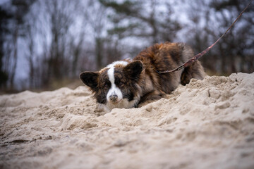 Międzyzdroje, Polska, 02.28.2024 - piękna wczesno wiosenna pogoda na wybrzeżu Morza Bałtyckiego. Pies Corgi na plaży.