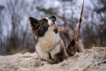 Międzyzdroje, Polska, 02.28.2024 - piękna wczesno wiosenna pogoda na wybrzeżu Morza Bałtyckiego. Pies Corgi na plaży. - obrazy, fototapety, plakaty