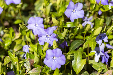 Spring blue flowers in the garden, selective focus. Beautiful background blur