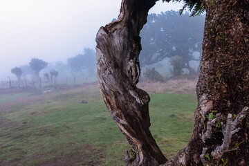 Close up of old evergreen laurel tree (Ocotea foetens) surrounded by mystical fog in ancient...