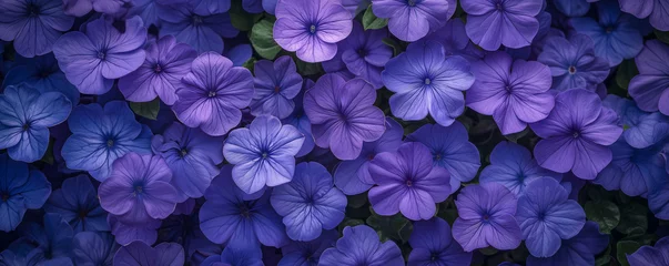 Cercles muraux Tailler bright field of lush periwinkle, natural texture background, top view