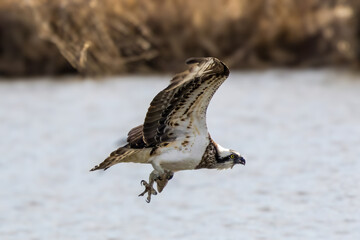 魚を捕らえ水面から飛び立つミサゴ
