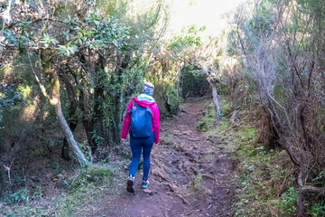 Obraz premium Hiker woman on mystical Levada walk in evergreen subtropical Laurissilva forest Fanal, Madeira island, Portugal, Europe. Idyllic trail along evergreen laurel trees. Dense diversified fauna vegetation