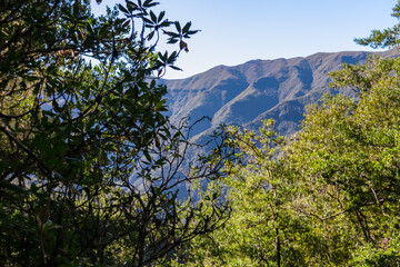 Obraz premium Panoramic view of lush fresh green mountains and hills seen from subtropical Laurissilva forest Fanal, Madeira island, Portugal, Europe. Idyllic trail along laurel trees. Dense diversified fauna
