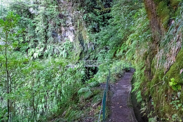 Idyllic Levada walk in ancient subtropical Laurissilva forest of Fanal, Madeira island, Portugal, Europe. Water irrigation channel and footpath along evergreen laurel trees and green fern vegetation