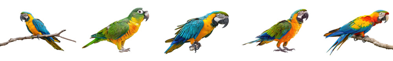 Set of blue and gold macaw perched on a branch