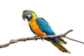 Obraz premium Blue and gold macaw perched on a branch, cut out - stock png.