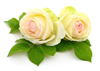 Beautiful pink roses. - 745410080