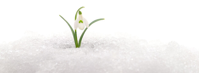 Snowdrop and Snow. - 745410083