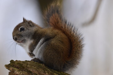 La Plaine 25 Février 2024