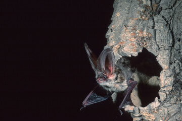 Bat, Plecotus auritus, characterized by its large ears, lives in woods, inside holes in old trees,...