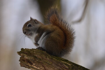 La Plaine 25 Février 2024