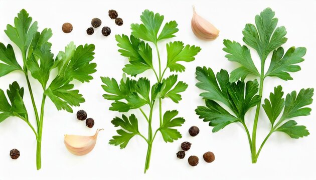 Herbes et &eacute;pices m&eacute;diterran&eacute;ennes - ensemble de feuilles de persil fra&icirc;ches et saines
