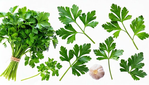 Herbes et &eacute;pices m&eacute;diterran&eacute;ennes - ensemble de feuilles de persil fra&icirc;ches et saines