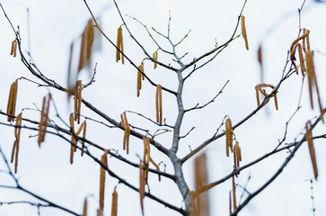 Close up hazelnut tree in bloom